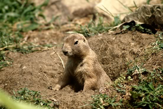 Groundhog Day! Groundhog